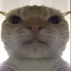 gavincutler542 - @gavincutler542 - TikTok