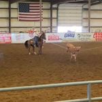 gavindillard - @heeler.down - Instagram