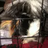 not_ u - @gavintheeasterbunny - TikTok