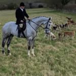 Gavin Field - @newfieldhorses - Instagram