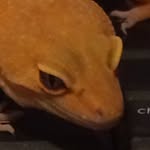 GAVIN FOOTE - @potentially_powerful_lizard - Instagram