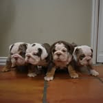 Gavin Galvan - @mini.hustle.bulldogs - Instagram