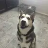 Gavin - @gavinherring - TikTok