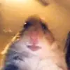 Gavin Hogan - @user42529005 - TikTok