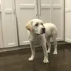 GavinLehrman99 - @lehrmoo30 - TikTok