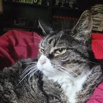 gavin barnes - @gavin_the_mini_painter - Instagram