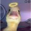_gavinpaper_ - @_gavinpaper_ - TikTok