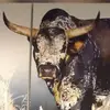 gavin Paton - @gavin.paton2 - TikTok