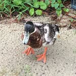Gavin Lee Pennington - @gavinleepennington - Instagram