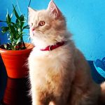 gavin - @gavinpinto4 - Instagram