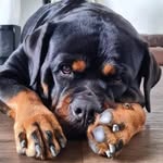 Pinto J G - @gavin.pinto1 - Instagram