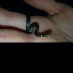 gavin pitts - @gavin_the_snake_charmer - Instagram