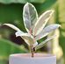Plant Kevin - Facebook