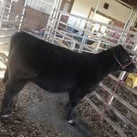Gavin Ransom - @ransomfarms_ - Instagram
