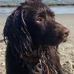 Gavin Rees - @pirategavinrees - Instagram