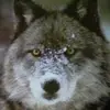 The Hunter - @gavinreeves - TikTok