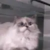 Gavin silva Silva - @gavin.silva.silva - TikTok