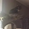 Gavin Simmons - @gavinsimmons1457 - TikTok