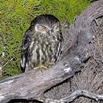 Gavin Sinclair - @sinnerg.arrowtown - Instagram