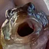 Gavin Small - @gavin.small2 - TikTok