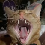gavin soto - @gavin_el_titans - Instagram