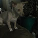 Ava_da_pig - @gavinthurston1344 - Instagram