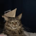 Gavin Varner - @sirfoxingitn - Instagram