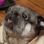 Gavin Vitale - @vitalegavin - Instagram