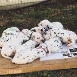 Gavin waters - @rockadally_dalmatians - Instagram