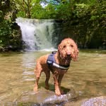 Gavin Wells - @a_dog_called_bryn - Instagram