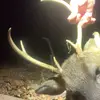 gavinwhitehead89 - @gavin.whitehead88 - TikTok