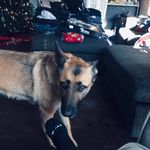 Gavin Wiggins - @gavinwiggins74 - Instagram