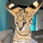 Gavin yates - @soarixal - Instagram