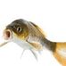 Gay Fish - Facebook
