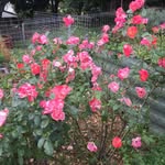 Gayle Hutton - @gayle.hutton.1 - Instagram