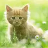 Gazi Abdullah2440 - @gaziabdullah2440 - TikTok