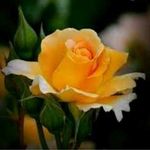 Geetha Mathew - @mathew.geetha - Instagram