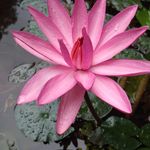 Geetha Mathew - @geetha.mathew.1612 - Instagram