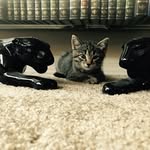 Artemis Gemma Arenas-Bowden - @its_the_arty_partybastet - Instagram