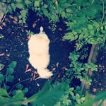 Emma The Spitz - @gemmabowery - Instagram