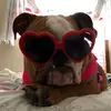 Gemma the Bulldog - @chubbygemma.831 - TikTok