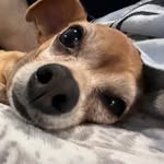 Getthisaccfamous - @gemma_thefamous_chubbypuppy - Instagram