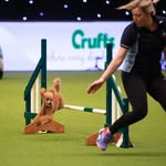 Gemma Conroy - @ashstarzpoodles - Instagram