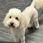 Gemma cornish - @cornishcaninecutz - Instagram