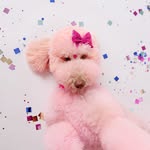 𝙶 𝙴 𝙼 𝙼 𝙰 ♥︎ #thepinkdoodle - @gemma.cottoncandy - Instagram