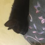 Gemma Cunningham - @mother_of_cats55 - Instagram