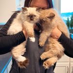 Deacon & Gemma - @deacon_and_gemma - Instagram