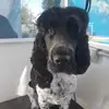 Gemma Dillon - @gemmadillon1 - TikTok