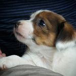 Gemma Franklin - @luna_jrt_2022 - Instagram