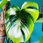 Gemma Freeman - @plant_obessions_grow - Instagram